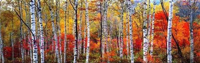 Birch Forest French Alps