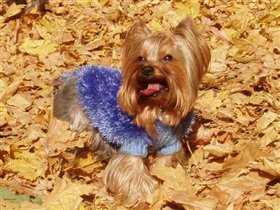 Синенький свитер