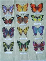 Коллекция бабочек