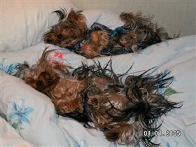 Два прикола