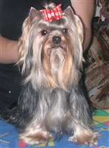 И это Ластик)