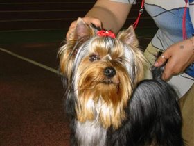 Люк Бессон. 'Профи' по выставкам)