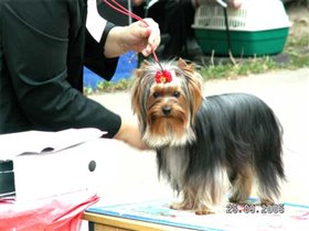 Люк. Перед рингом.