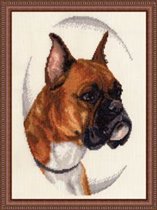 Боксер из серии наши любимцы