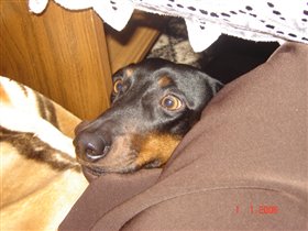 Большой обжорка. Попрошайничает постоянно