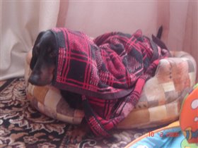 А  так мы спим. Обычно ещё и в штору заворачиваемся, но мама ругает