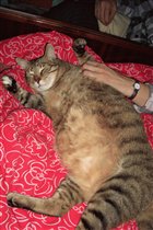 ' Старожил' семьи