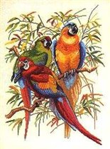 Папугаи красные