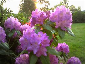 Rododendron 2006