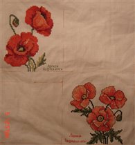 Робин Мыши белой 'Маки' 