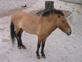 Лошадь (вернее конь) Пржевальского