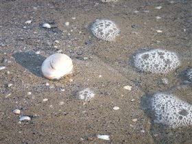 купи ракушкууу