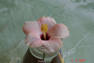 цветок гибискуса