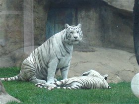Белая тигрица с тигренком