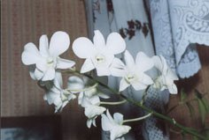 цветок дендробиума