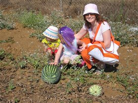 Вот так растут арбузы