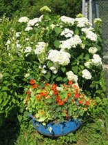 Цветочки у входа