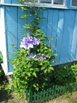И еще... клематисы