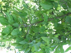 В саду зреют яблоки