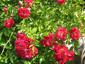 розовый куст