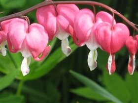 цветок называется: 'разбитое сердце'