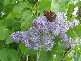 бабочка на сирени