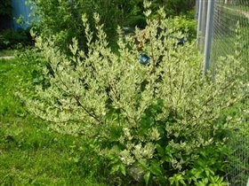 декоративный кустарник -моя гордость