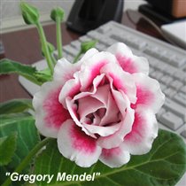 Gregory Mendel