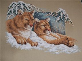 Пумы от Dimensions