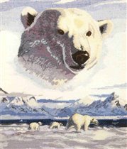 Polar Bears K3651