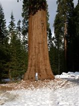 Sequoia National Park - Biggest Tree on Earth