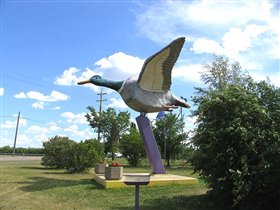 И еще одна гигантская утка