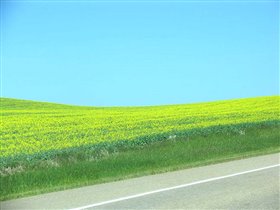 Дорога. Едем на север, а вокруг вот такие красивые ковры.