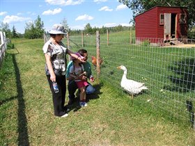 Украинская деревня. В окруже было много живности