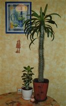 Pachypodium saundersii &Pachipodium_lameri 