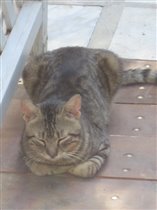 Греческий бродячий кот