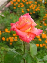 Роза чайно-гибридная :) 1,5 метра высотой :) пахнет розой :)