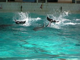 Вот два дельфиньих хвоста