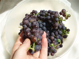 Урожай Винограда
