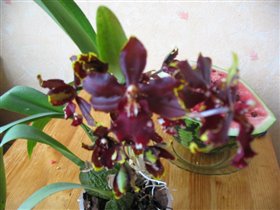 орхидея цветок