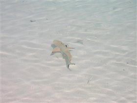 рифовые акулки плавали прямо около берега