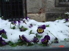Зима в Любляне