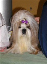 живая собачка с выставки 