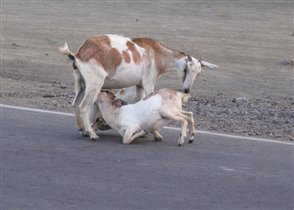 Счастье материнства (сценка на одной из улиц)