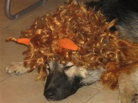 Новогодний Бетховен