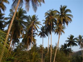 кокосовая лагуна Кукута