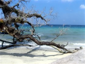 Дерево и море