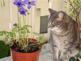 Мой кот Марко Поло на балконе среди моих цветочков.