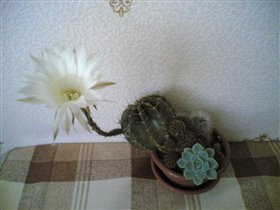 Цветущий кактус - маленькое чудо