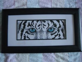 Глаза Тигра - картинка